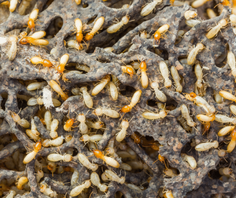 Pest Control Is a Recession-Proof Industry