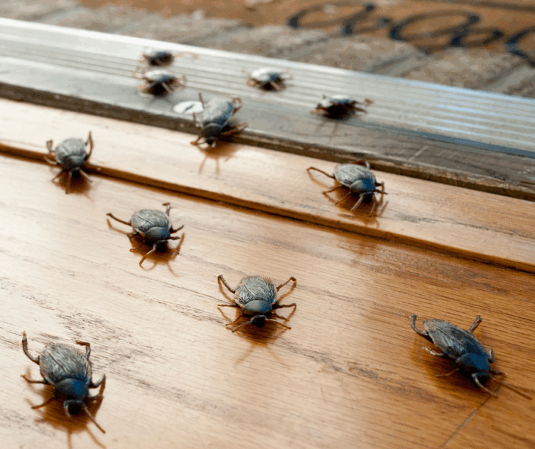 Franchise growth potential