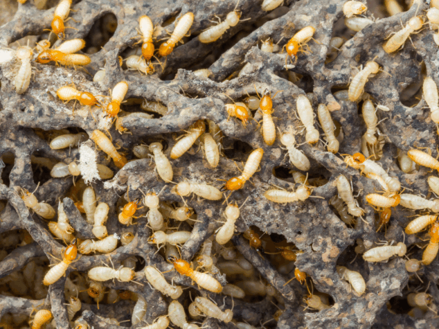 Pest Control Is a Recession-Proof Industry Pest Control Is a Recession-Proof Industry