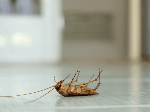 {{brizy_dc_image_alt entityId=