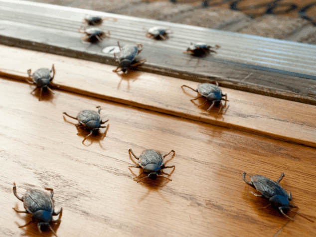 {{brizy_dc_image_alt entityId=