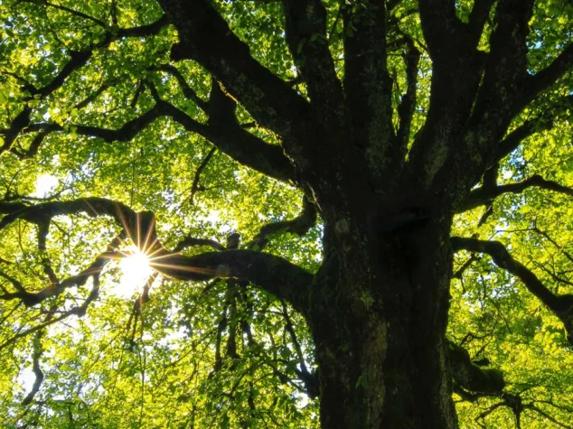 4 Wildlife Control Services We Offer 4 Wildlife Control Services We Offer